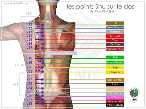 Points hijama (points shu) | Acupression, Diaphragme, Santé médecine