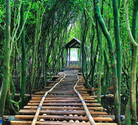 Hutan Mangrove Pantai Congot, Lokasi Hutan Mangrove Kulon Progo ...