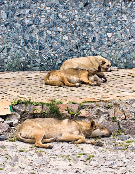 Abandoned, street dogs sleeping on the road. | Stock image | Colourbox