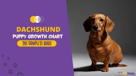 Dachshund Weight Chart By Age