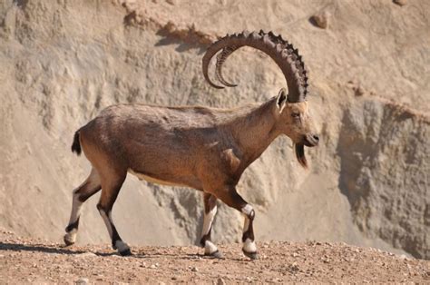 Top 10 Most Dangerous Goat Breeds | Nubian ibex, Goat breeds, Goats