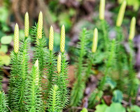 Pteridophytes (Spore Producing Plants: Ferns and More) - Earth.com