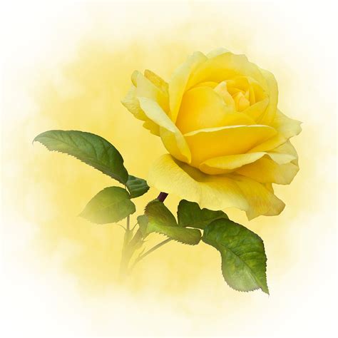 Golden Yellow Rose Photograph by Jane McIlroy