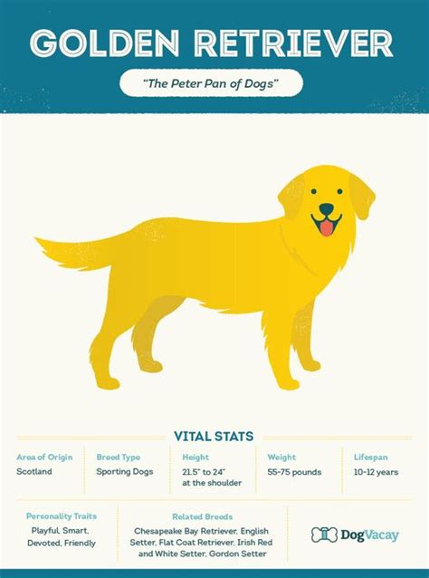 Breed Spotlight: Golden Retriever | Golden retriever, Golden retriever facts, Dog facts