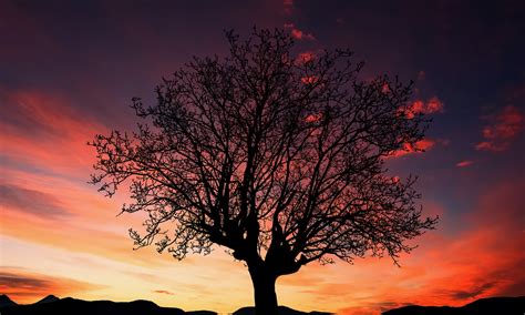 Download Tree, Silhouette, Sunset. Royalty-Free Stock Illustration ...