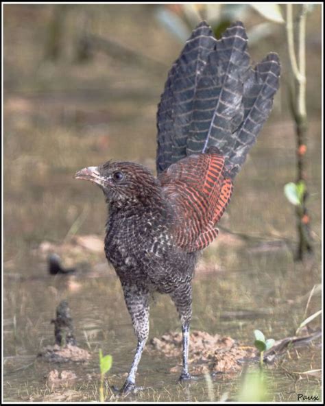 Greater Coucal - BirdForum Opus | BirdForum