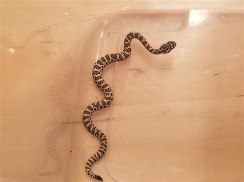 Baby rattler found in [Utah County, Utah] Looks like massasauga but they aren't endemic. : r ...