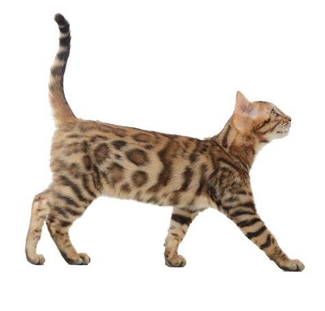 Bengaltabbycat Stock Photos, Pictures & Royalty-Free Images - iStock