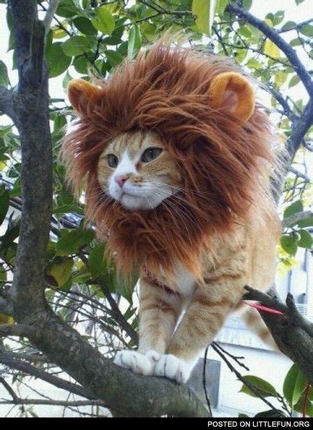 LittleFun - Cat in a lion costume