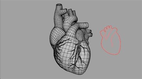 Human heart 3D - TurboSquid 1317953