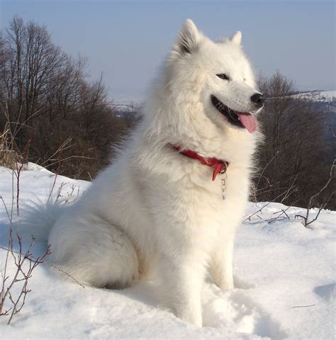 Siberian Samoyed 06 HD Wallpaper | wallnen.com | Samoyed dogs, Samoyed ...