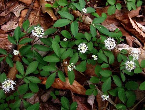 How to Identify Wild Ginseng | Wintergreen, on the other hand, is one of the most persistent ...