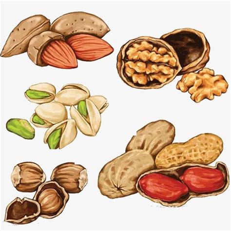 Nuts Vector Hd PNG Images, Nut, Hand Painted, Food PNG Image For Free Download | Watercolor food ...