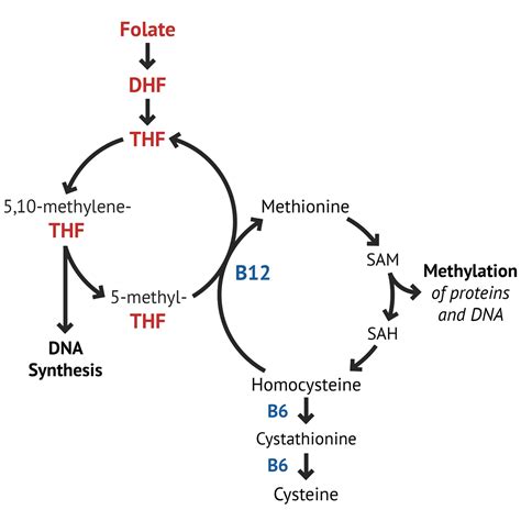 Folate | Haematinics - MedSchool