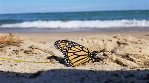 A butterfly on the beach!! stock photo. Image of moth - 232871596