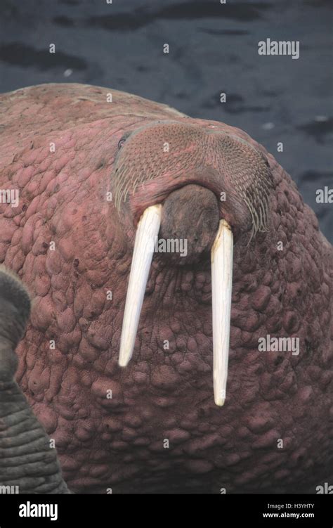 The USA, Alaska, walrus, Odobenus, rosmarus, head, detail, America, mammals, mammal, wild ...