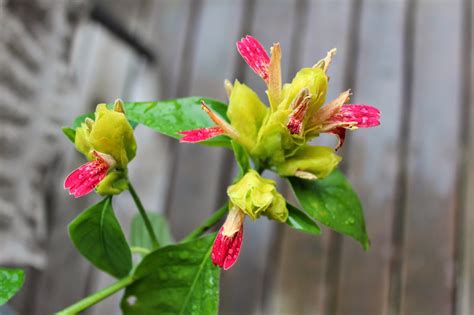 Florez Nursery: Justicia brandegeeana 'Fruit Cocktail'