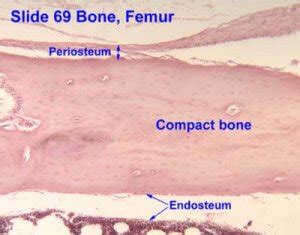 Endosteum : Definition, Function, Histology, Vs Periosteum - (updated in 2022)