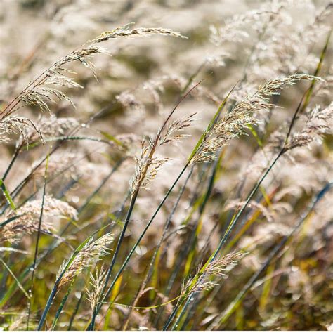 Indian Grass - Prairie Garden Trust