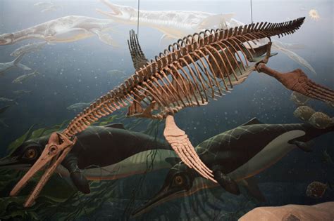 Pliosaur Skeleton | ClipPix ETC: Educational Photos for Students and Teachers