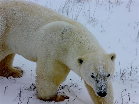 A gathering of polar bears