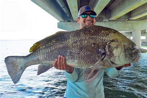 Everything You Need to Know About Fishing for Black Drum - Florida ...