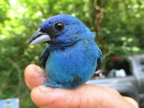 The Bird Observatory in the Tennessee River Gorge Trust | TRGT