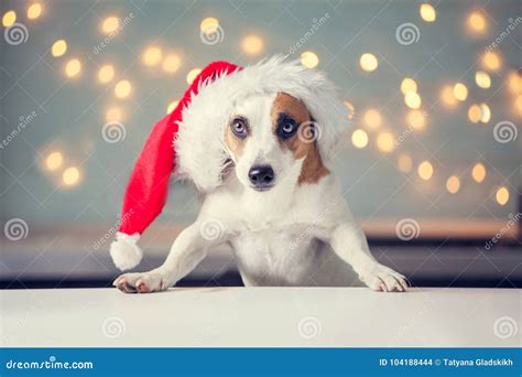 Dog in christmas hat stock photo. Image of sitting, portrait - 104188444