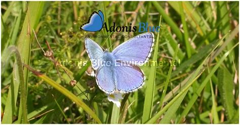 Adonis Blue Environmental