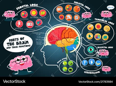 Infographic parts and functions of brain Vector Image