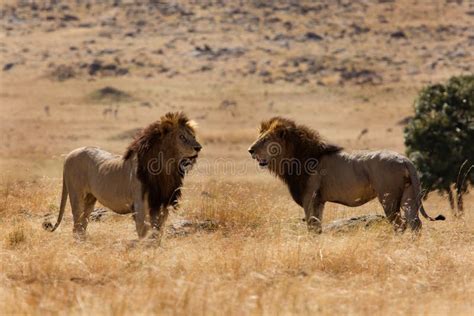 A Lion Pride Resting in the Grassland of Masai Mara, Kenya Stock Photo ...