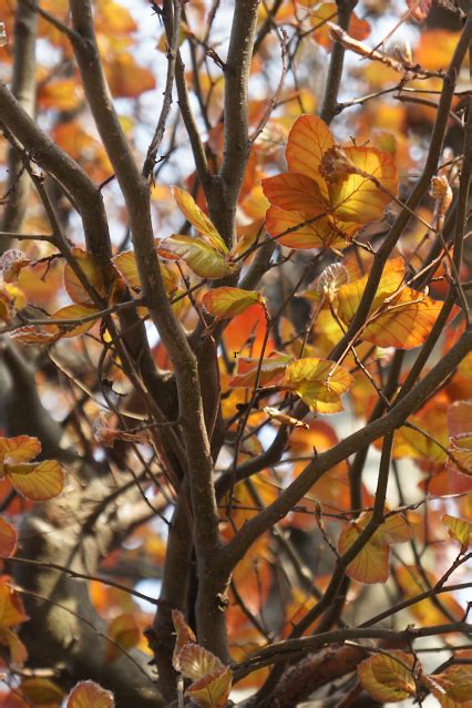 When Does Copper Beech Turn Green? | Our Good Life