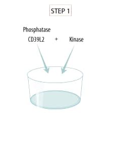 Universal Kinase Activity Kit Assay Principle: R&D Systems