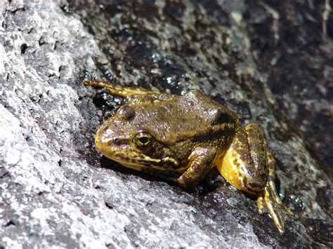 Recovery of Yosemite’s Yellow-legged Frog - Conservation Articles & Blogs - CJ