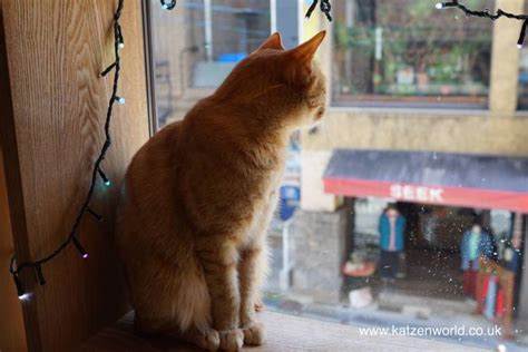 Cat Travel: Neko no Jikan Amemura - Osaka Cat Cafe Part 4 - Katzenworld