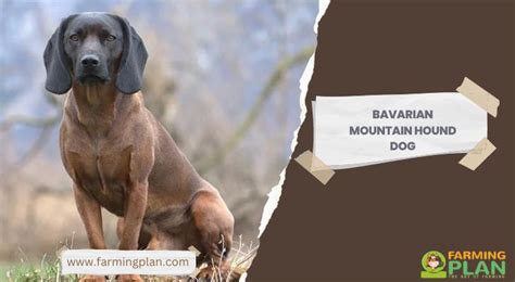 Bavarian Mountain Hound Dog: Farming - Farming Plan