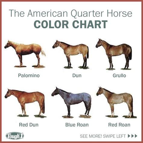 AQHA Color Chart | Horse color chart, American quarter horse, Quarter horse