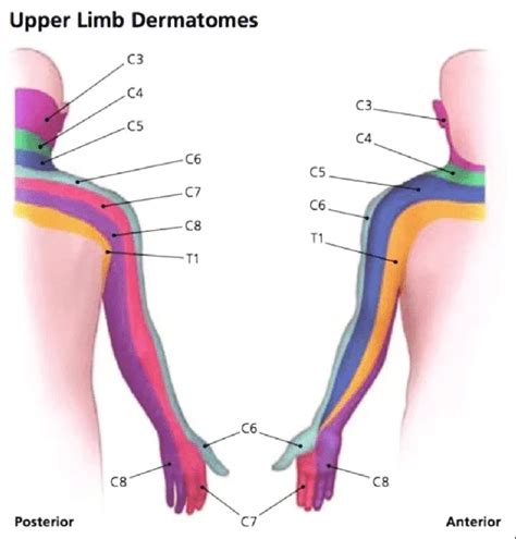 Cervical Nerve Root Dermatomes