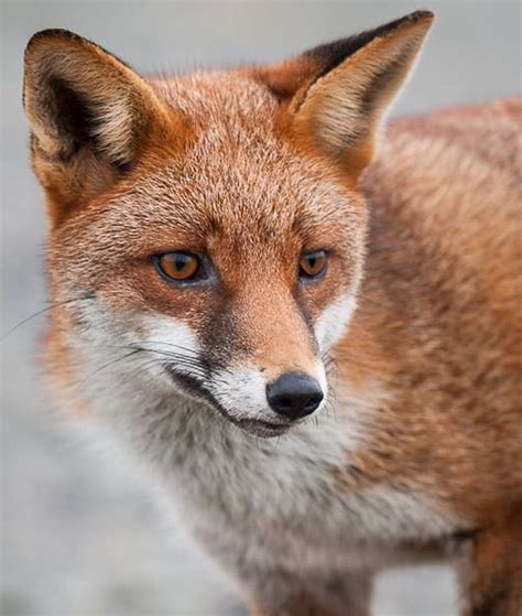 Are foxes and rabbits native to Britain? | Wildlife Online