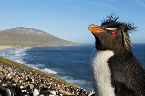 Southern rockhopper penguin (Eudyptes chrysocome) at a nesting colony ...