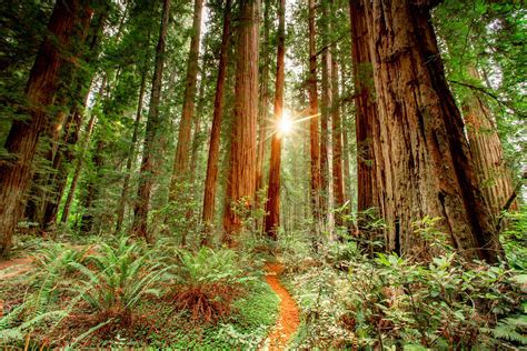 REDWOOD National Park: An Expert Guide (Epic Video + Advice)