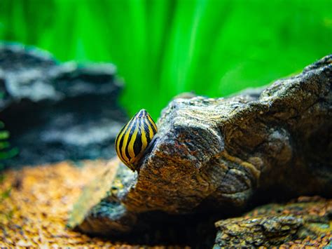 Nerite Snails: The Complete Care And Breeding Guide - Fishkeepingfans.com