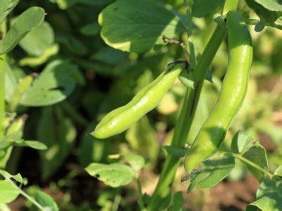 What Is A Fava Bean: Tips For Growing Fava Bean Plants