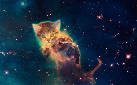 Hipster Galaxy Cat Wallpapers on WallpaperDog