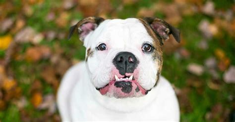 Underbite Dog Breeds: My Puppy Has an Underbite, Is That Okay?