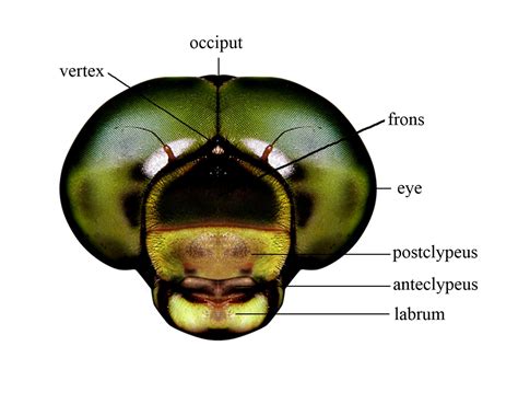 Head of dragonfly in frontal view. Photo by Haomiao Zhang