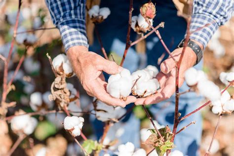 Using fiber science to make a case for cotton | CottonWorks™