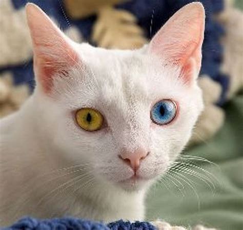 Do Kittens' Eye Color Change? - Love Meow