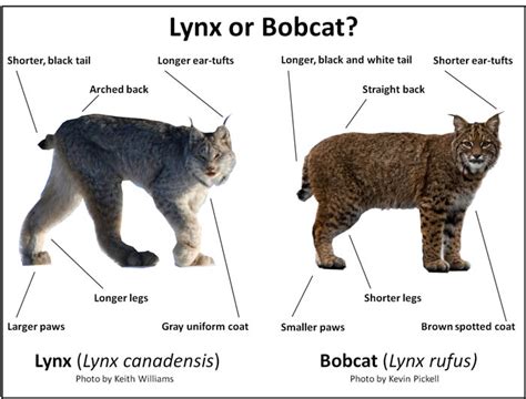 Studying lynx between climate change and feline range – The Rocky Mountain Goat News