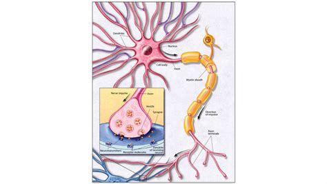 tristesse idiome jardin total neurons in human body évaporation Taille Nebu